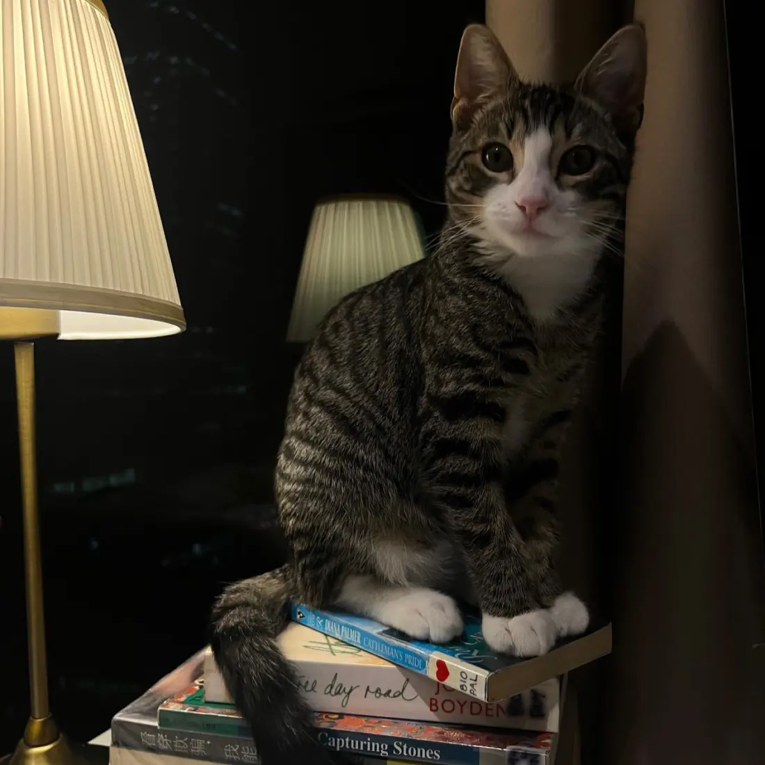 A tabby cat sitting on a stack of books beside a lit lamp at night