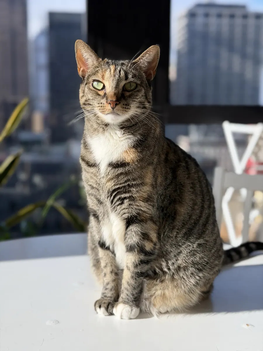 A tabby cat sitting upright on a windowsill, city towers behind the glass